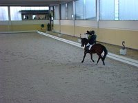 Dressage